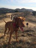 Red Ribbon Pooch on a Dirt Road