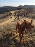 Dog Enjoying the Wilderness