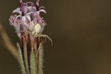 Garden Spider on a White Flower