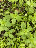 Lush Cilantro Foliage