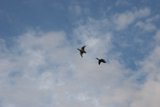 Ducks in Flight