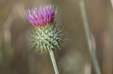 Thistle in Bloom at Mount Diablo State Park