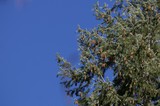 Pine Branches with Cones Against Clear Blue Sky