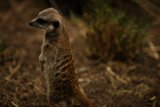 Majestic Meerkat Stand at the Oakland Zoo