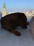 City Views and Cuddles with my Canine Companion