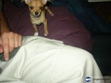Lap Dog