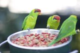 Feeding Time for Feathered Friends
