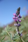 Purple Lupin in Blue Skies