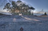 The Sun-kissed Tree