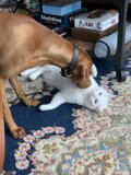 Furry Friends at Play