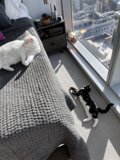 Two Feline Friends Resting on a Cozy Bed