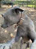 Collared Companion