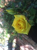 Beauty in Bloom