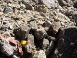 Blossoming Amidst the Rubble