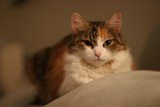 Feline Glamour