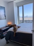 City View Naptime with Fido