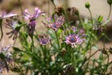 A Sea of Purple Blooms