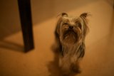 The Terrier Puppy
