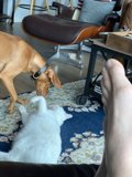 Furry Friends in a Cozy Living Room