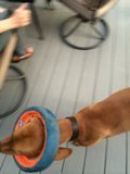 Playing Fetch with My Pooch