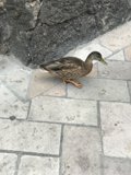 Sidewalk Stroll