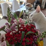 Flower Gazing