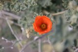 Lone Orange Geranium Flower
