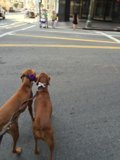 Canine Companions on a Los Angeles Stroll