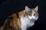 Pretty in Calico