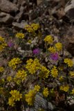 Sunny Blooms in the Arid Wilderness