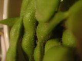Green Beans Galore