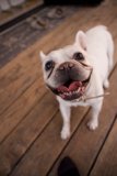 Playful Pooch in LA, 2023 - Bulldog Romance with Hardwood