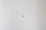 Faith in Flight