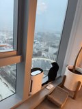 Urban Majesty