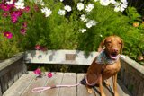 Relaxing with Daisy