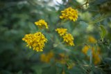 Radiant Blooms: A Glimpse into San Francisco Botanical Garden