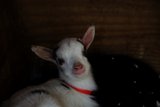 Adorable Baby Goat in Half Moon Bay