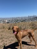 Vizsla overlooking the Metropolis
