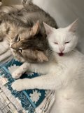 Feline Friends