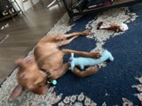 Playtime on the Hardwood Floor