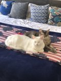 Cozy cats take a nap