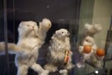 Playful Paws at Walt Disney Family Museum