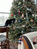 Christmas Cat by the Tree