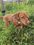 Brown Vizsla Puppy in the Wildflowers