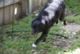 Puppy Playtime