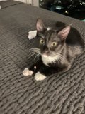 Cozy Cat Nap