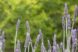 Lavender Dreams