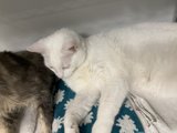 Feline Friends in San Francisco
