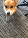 Paw-some Flooring Addition