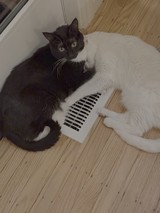 Two Cats Sharing Warmth at Floor Vent